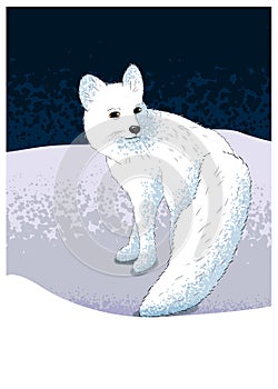 White Arctic Fox