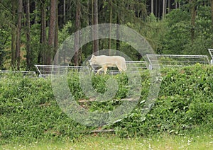 White arctic wolf