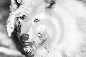 White Arctic wolf closeup, black and white