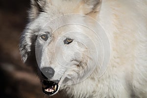 White Arctic wolf closeup has amber eyes