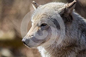 White Arctic Wolf closeup side has golden eyes