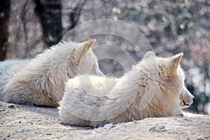 White Arctic Wolf Couple Portrait Canis Lupus Arctos Stock Photo