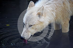 White Arctic Wolf Drinking from Lake Portrait