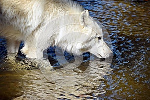 White Arctic Wolf Drinking from Pond in Nature