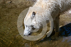 White arctic wolf drinks water, Canis lupus arctos