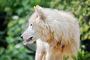 White Arctic Wolf Eating Portrait Side View