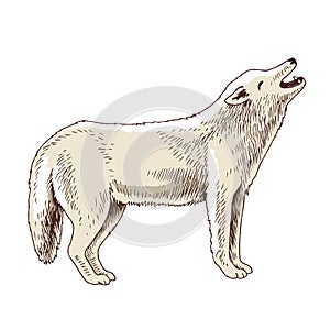 White arctic wolf hand drawn image.