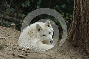 white arctic wolf lies on the ground and looks into the camera
