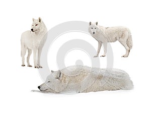 White arctic wolf lies in the snow during snowfalls