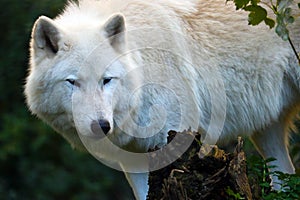 White arctic wolf lurking in a forest