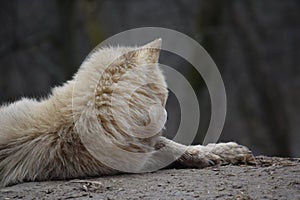 White Arctic Wolf Lying on Hill Portrait