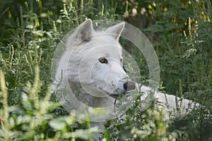 White Arctic Wolf Sitting In Clump Of Weeds