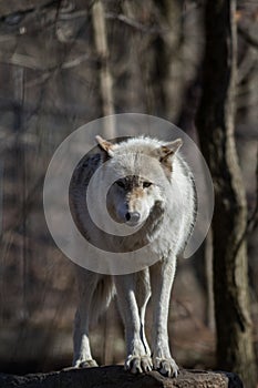 White Arctic Wolf standing on rock in forest portrait