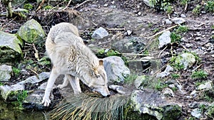 White arctic wolf by the stream in the forest sniffing the grass and stones