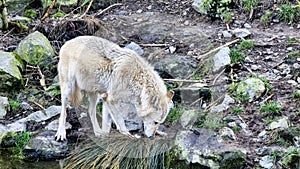 White arctic wolf by the stream in the forest sniffing the grass and stones