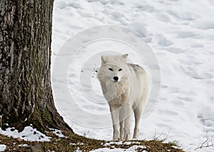 White Arctic Wolf in Winter
