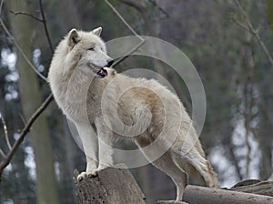 White arctic wolf photo