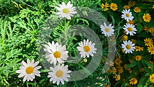 White Argyranthemum frutescens or Paris daisy marguerite