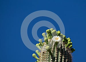 White Arizona Cactus Flower in Blue Sky
