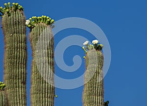 White Arizona Cactus Flowers on Highway