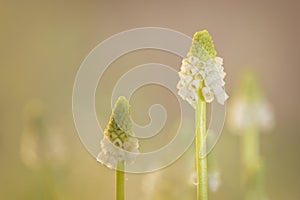 White Armenian grape hyacinth or Muscari armeniacum flower