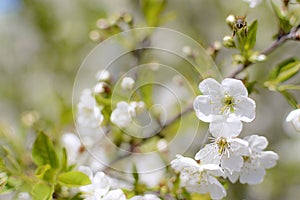 White and aromatic cherry blossoms
