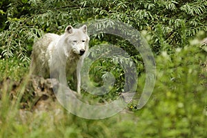 White artic wolf