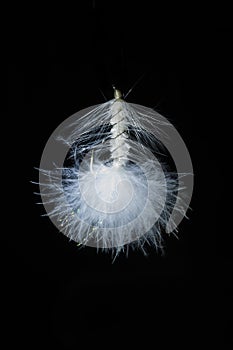 White Artificial Fly isolated on Black