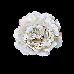 White artificial rose flower isolated