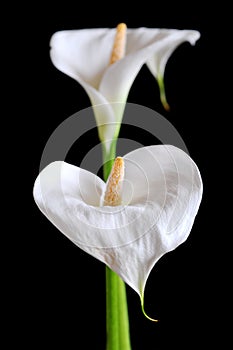 White arum flowers photo