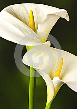 White Arum Lily close up