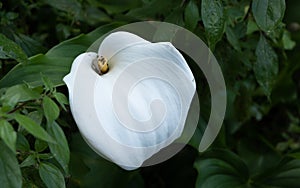 White arum lily flower with small black insects on the stamen. Close up.