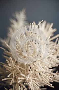 white aruncus photo