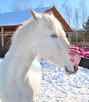 White as snow horse