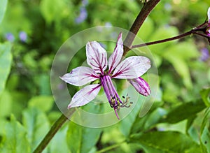 White ash, a perennial plant of the Rutaceae family, the beginning of the summer season, the flowering period in nature on warm su