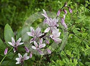 White ash, a perennial plant of the Rutaceae family, growing in nature.