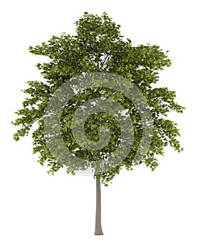 White ash tree isolated on white