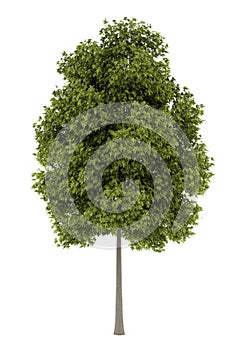 White ash tree isolated on white