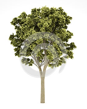 White ash tree isolated on white