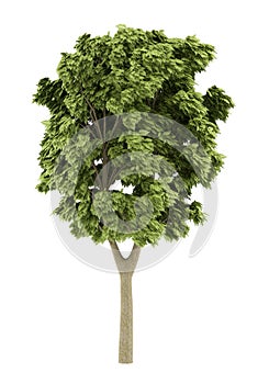 White ash tree isolated on white