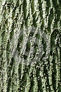 White ash tree trunk bark close-up