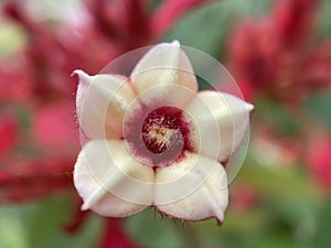 White Ashanti Blood Flower photo