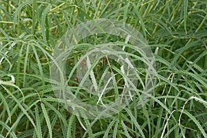 White Asian burnet Sanguisorba tenuifolia, feathered foliage