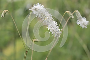 White Asian burnet Sanguisorba tenuifolia, flowerstalks