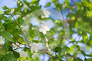 White asian flower Wrightia Religiosa Benth