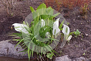 White Asian skunk cabbage blooming on bank of creek.