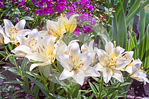 White asiatic lilies