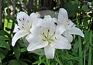 White Asiatic Lilies - Lilium Asiatic