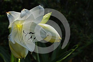 White asiatic lily blooming on the garden, isolated on black background