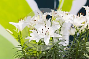 White Asiatic lily flower in the garden. Beautiful nature lily flower blossom closeup petal plant. Green floral bouquet